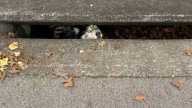 Kentucky Husky Trapped In A Drain Finds Safety And Joy After Dramatic Rescue