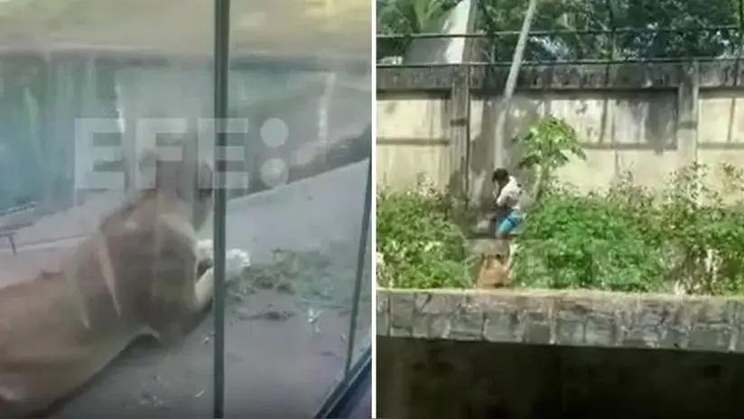 Un hombre muere tras invadir el recinto de una leona en un zoológico en Brasil