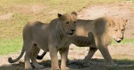 Zoo Miami welcomes two young lion brothers
