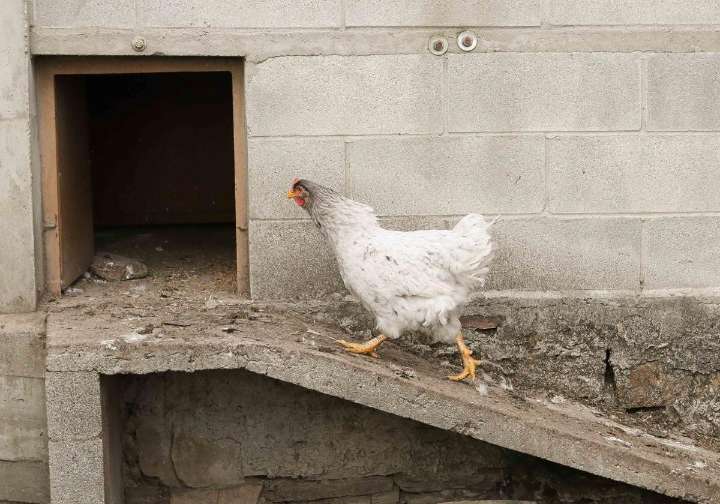 «Estamos con muchísima preocupación, un caso de gripe aviar te descuadra todo»