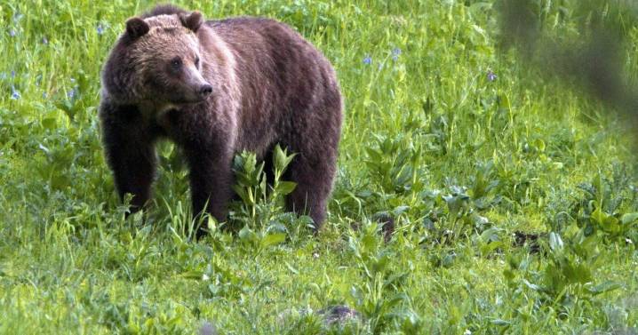 Students and teachers in B.C. grizzly attack responded 'heroically': chief