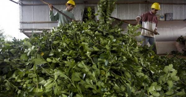 Se liberó el precio de la yerba mate