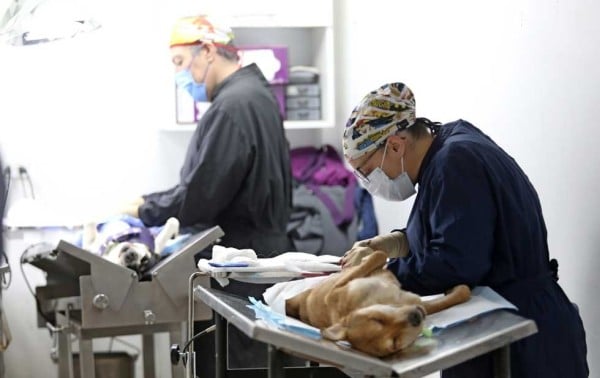 Inicia este fin de semana programa de esterilización