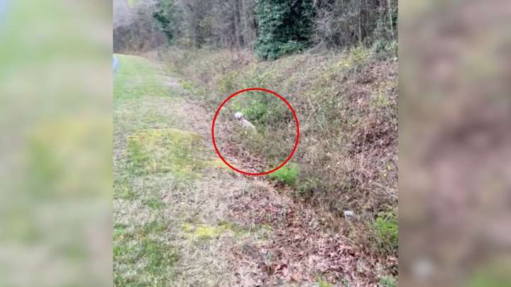 North Carolina Rescuer Peers Into A Ditch And Discovers A Heartbreaking Sight She’ll Never Forget
