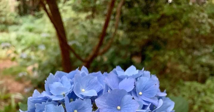 Pruning hydrangeas is not one size fits all
