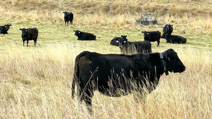 Wyoming Cows Go High-Tech With Electronic Collars And ‘Virtual Fencing’