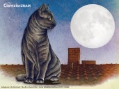 ¿Amante de los gatos? Ciencia UNAM te platica sobre mitos e historia de  los felinos, reyes del internet