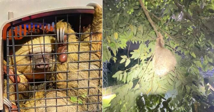 Fauna en riesgo: Perezoso atrapado en una subestación eléctrica fue rescatado sano y salvo