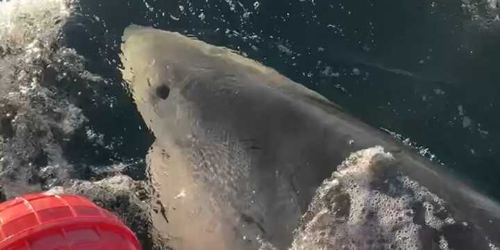 Largest great white shark on record resurfaces off Canadian coast