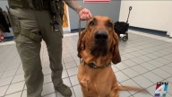 Bloodhound K-9 Patriot helps find missing Northside boy after hours of tracking