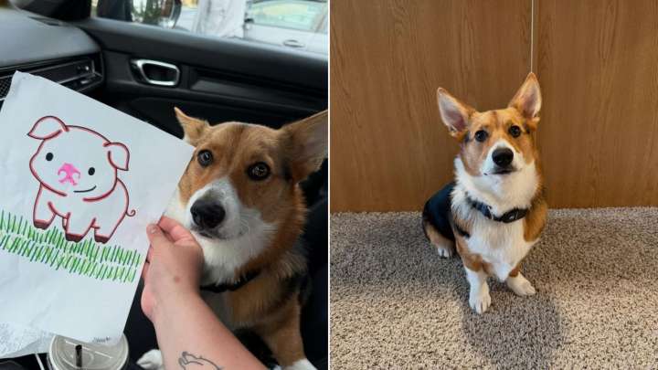 Pennsylvania Corgi Surprises His Mom With An Adorable Daycare Gift