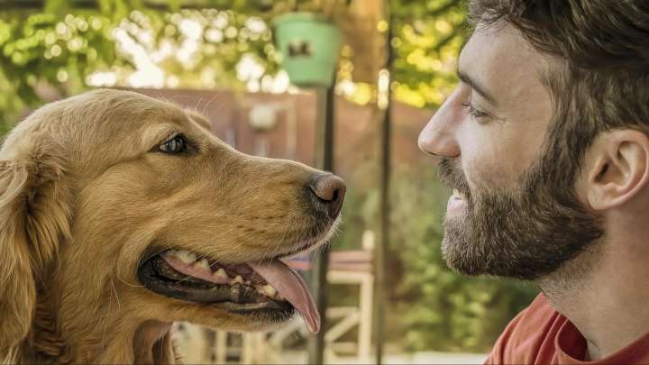 El contagio emocional, la razón por la que tu perro siente tu tristeza y tu alegría