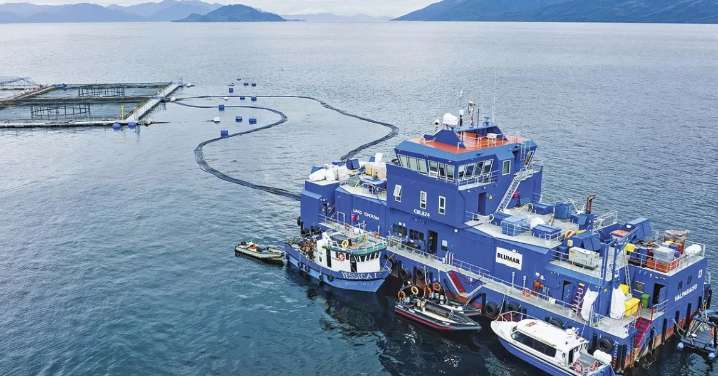 Millonaria multa a Blumar, vinculada al caso 'Bruma', por falsear información a Sernapesca sobre estado de sus salmones