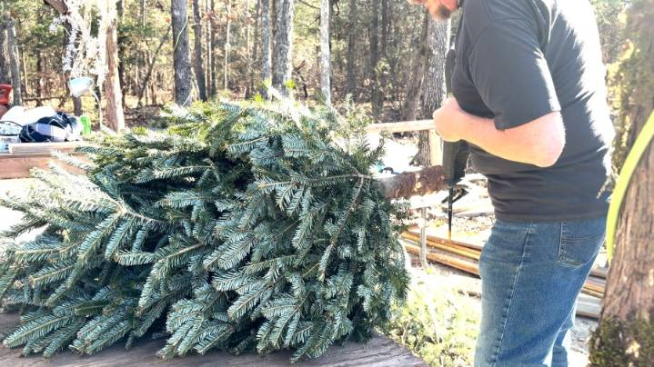 Shopping for a real Christmas tree in the Upstate? What to expect