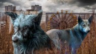 Blue-furred dogs are prowling the Chernobyl disaster site – here’s why