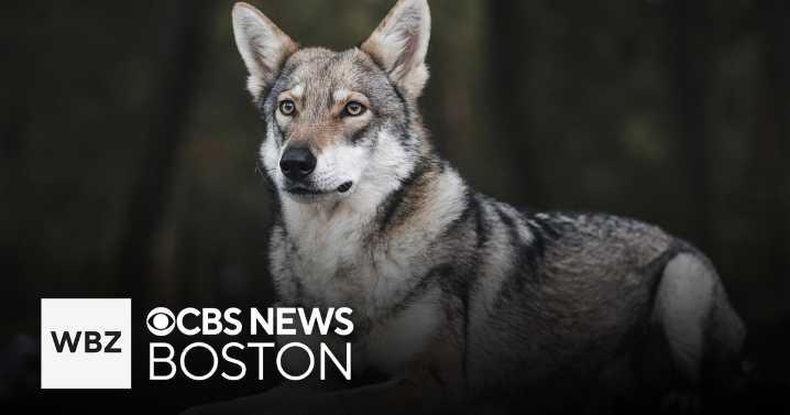 Study finds most dog breeds have detectable wolf ancestry