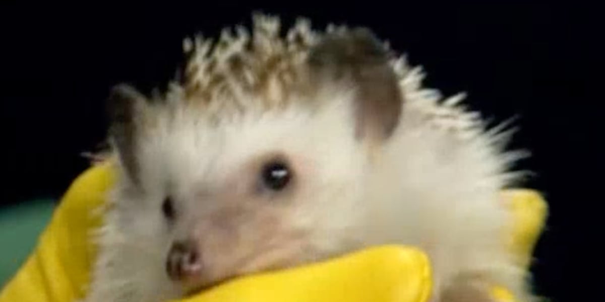 The Wild Side: What to know about gifting animals for Christmas