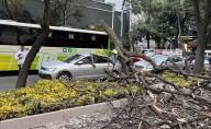 Árbol de gran tamaño cae sobre Paseo de la Reforma; causa daños a por lo menos 3 vehículos
