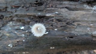 The Soft Power of Gratitude