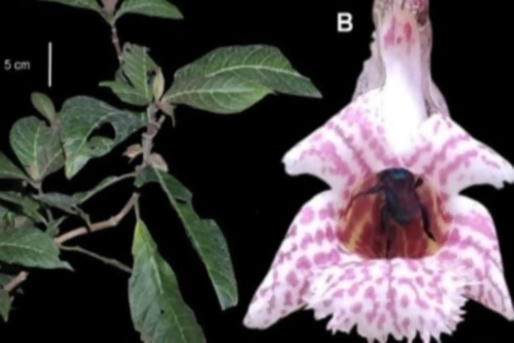 Yanachaga Chemillén: hallan cuatro nuevas especies de plantas únicas en el planeta