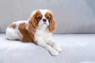 13 Dog Breeds Obsessed With Routines And Schedules