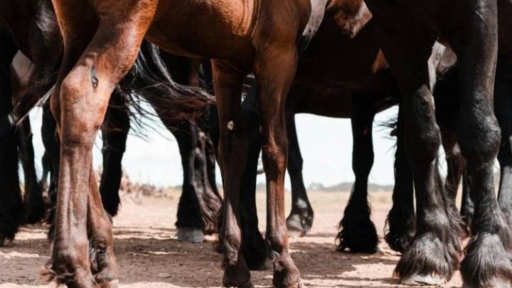 Crueldad desmedida: Caballo muere por agotamiento en San Gil
