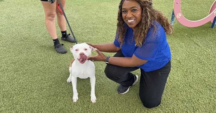 FALL in love! Adopt a WPTV 'Underdog' this November