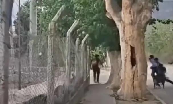 Cafayate: Donde canta el duende y suena la zamba, una gresca juvenil terminó en la comisaría