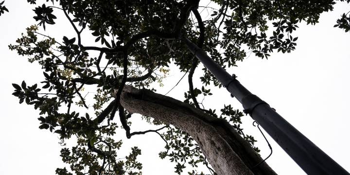 Un fallo judicial evita la tala de árboles en un conflicto entre vecinos