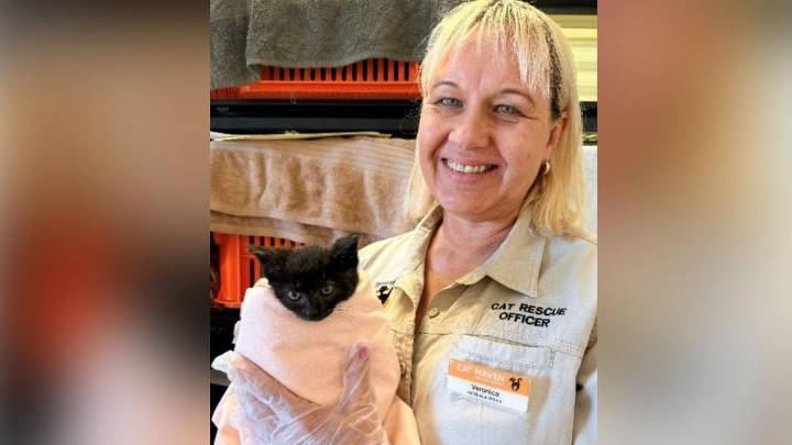 Cat Haven rescuers outraged after seriously ill kitten dumped on busy road in Waikiki on Halloween