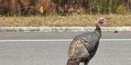 Wandering turkeys give Chesterfield residents something to gobble about