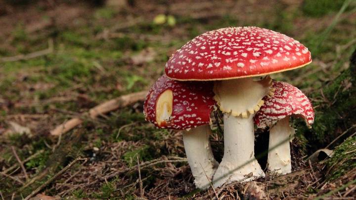 Ni chips, ni silicio: científicos convierten las setas shiitake en procesadores vivos para almacenar datos