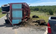 Volcó un acoplado en el paraje La Araña y murieron tres vacas