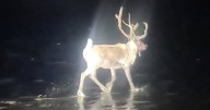 Rescuers call in Royal Marines after reindeer escapes Christmas event