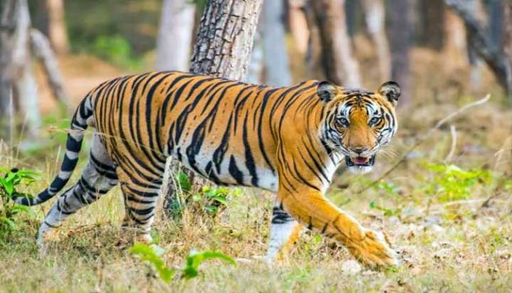 Big Cats Under the Lens: Tiger Census Begins In Similipal Tiger Reserve