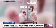 Greenville Zoo welcomes baby flamingos