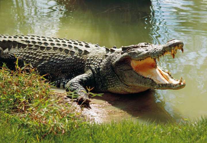 UPDATE|| Body of Man Killed by Crocodile in Likoma is Found