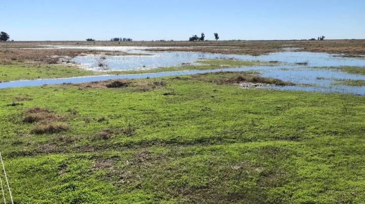 El INTA lanza mapas para detectar zonas anegadas y prevenir pérdidas en el campo