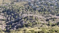 Xàbia y la Generalitat realizan trabajos forestales de retirada de pinos secos y muertos