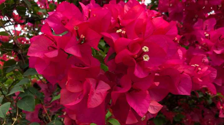 The Best Time To Prune Bougainvillea For Longer