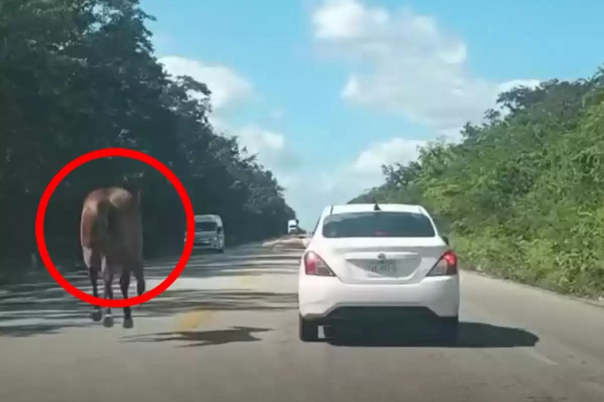 Captan en video a un caballo corriendo sobre la carretera Tizimín