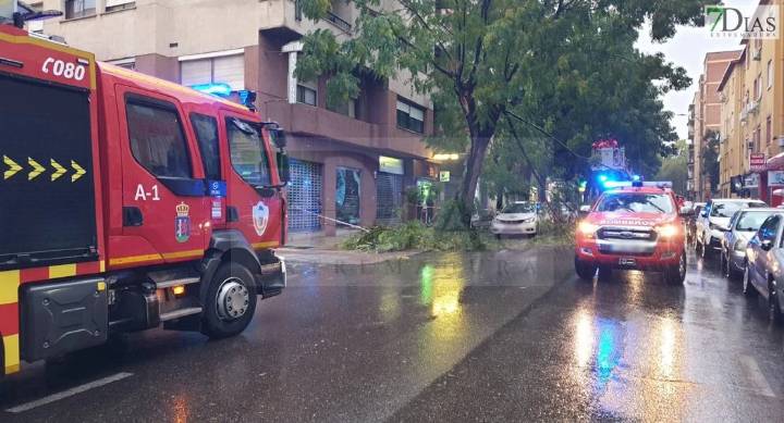 Cae parte de un árbol encima de varios coches en la avenida de Pardaleras
