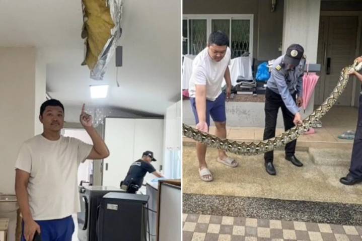 Serpiente pitón irrumpe en una casa, destroza el techo y devora a un gato