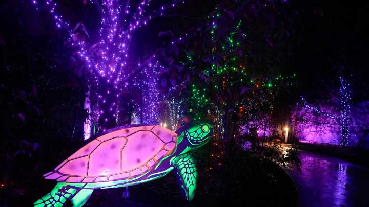 Akron Zoo marks 10th anniversary of its holiday Wild Lights