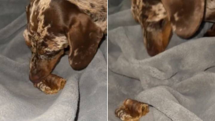 Florida Dachshund Puppy Has A Funny Habit With His Treats That Leaves Everyone Laughing