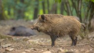 Confirmados dos casos de peste porcina africana en jabalíes de Cerdanyola del Vallès, en Barcelona