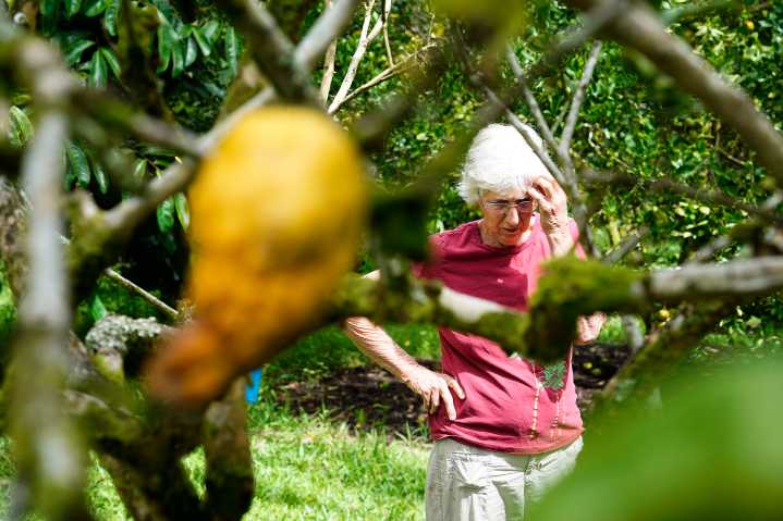Another Destructive Beetle Is Spreading, Killing Hawaiʻi’s Trees