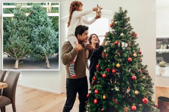 Americans claim this is the 'best time' to put up Christmas tree, sparking debate