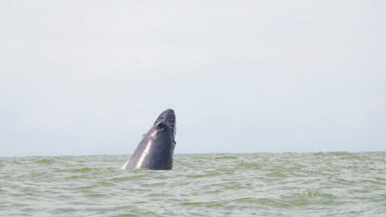 Concluyó la temporada de avistamiento de ballenas en el Pacífico colombiano: reportan más de 10.000 visitantes