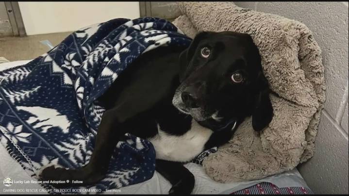 'He’s a tough little guy' | Rescued dog fights for recovery after being found on I-35 in Bruceville-Eddy